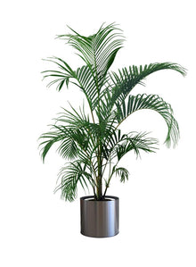 money plant